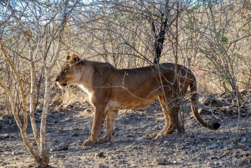 Lionne (femelle) Lioness