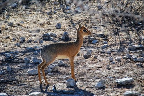 Dik-dik_31072007_0001