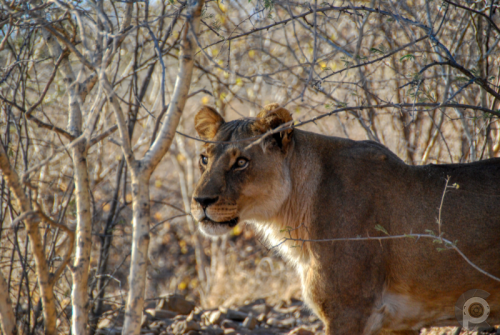 Lionne (femelle) Lioness