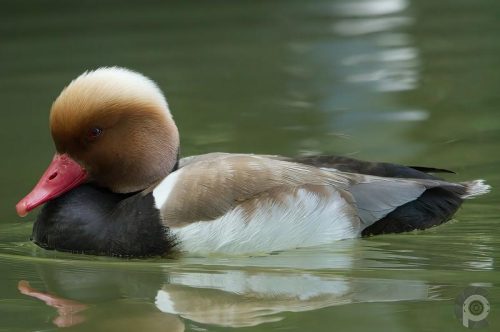 Canard plongeur (mâle) Red-crested Pochard