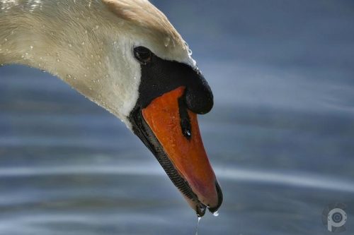 Cygne tuberculé () Mute Swan