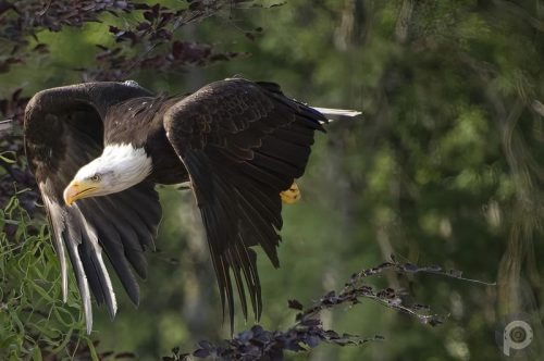 Pygargue à tête blanche (mâle) Bald Eagle